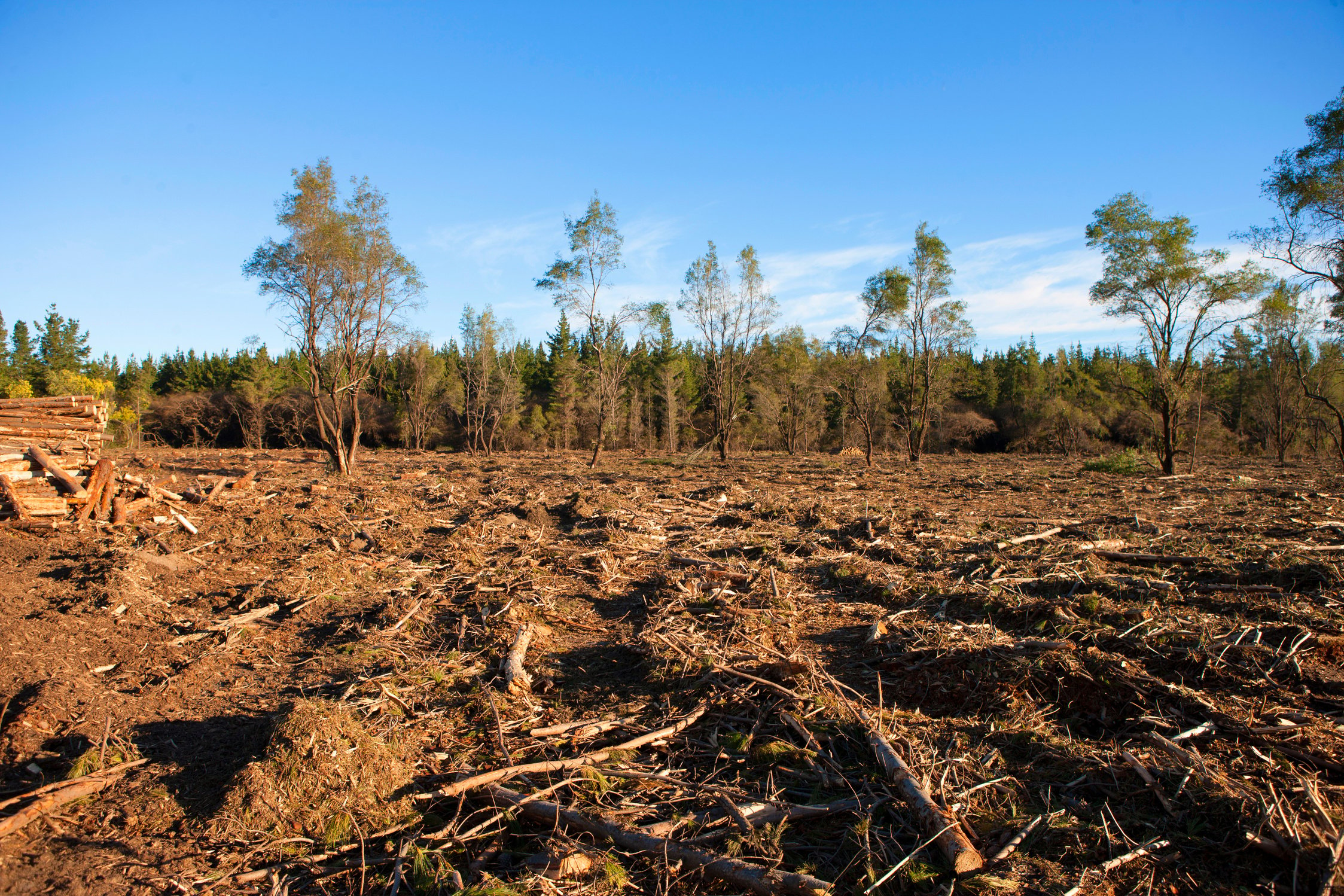 Deforestation, climate change